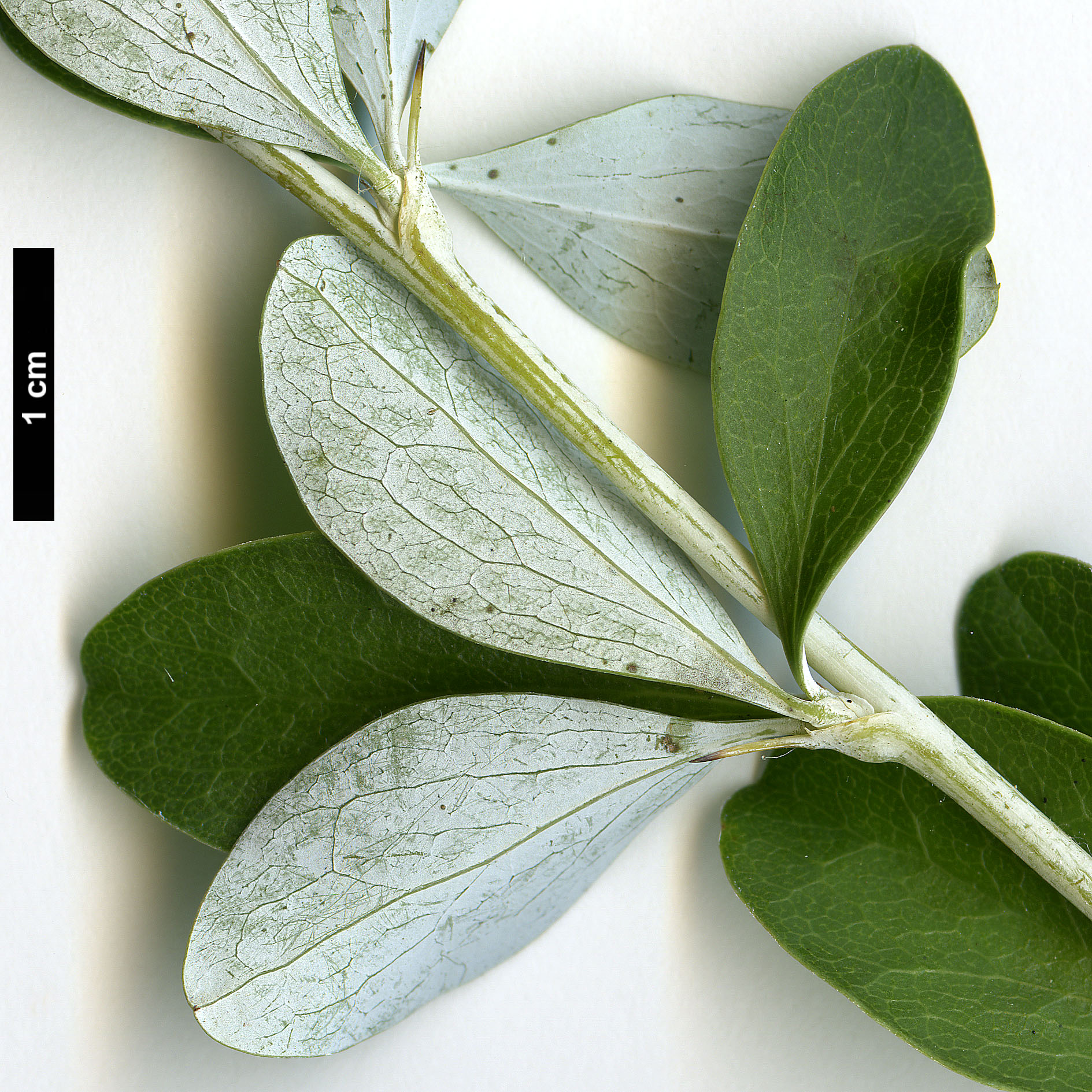 High resolution image: Family: Berberidaceae - Genus: Berberis - Taxon: dictyophylla High resolution image: Family: Berberidaceae - Genus: Berberis - Taxon: dictyophylla